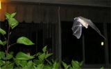 Bat.jpg