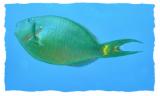 docs dive n neumans wall stoplight parrotfish terminal phase 2.jpg