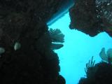 Docs dive up a hole 3.jpg