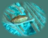 flamingo tongue calvans crack.JPG