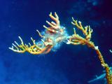 Johns Spot brittle  star on fire coral .jpg