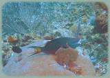 Johns Spot Parrotfish_1.jpg