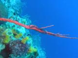 Johns Spot red encrusting coral w brittle star.jpg
