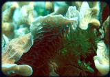 Johns Spot texture coral n crinoid 2.jpg