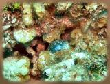 Neumans reef Pederson cleaner shripms in corkscrew anemone 1.JPG