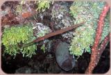 Neumans reef trumpet 2.JPG