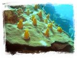 neumans wall yellow sponge.jpg