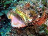 Scorpionfish open mouth Valley of kIngs.JPG