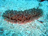 Sea Cucumber.jpg