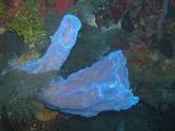 Valley of Kings coco wall lavender sponge.JPG