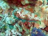 Valley of Kings coco wall puffer balloonfish.JPG