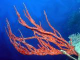 Valley of Kings coco wall red encrusting star coral.JPG