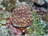 Valley of Kings coco wall rose hard coral.JPG