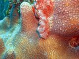 Valley of Kings coco wall soft coral 34.JPG