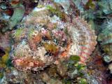 Valley of Kings coco wall spotted scorpionfish.JPG