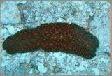 Valley of Kings flatworm.JPG