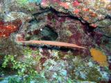 Valley of Kings trumpetfish.JPG