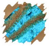  coco view wall slitpore sea rod.jpg