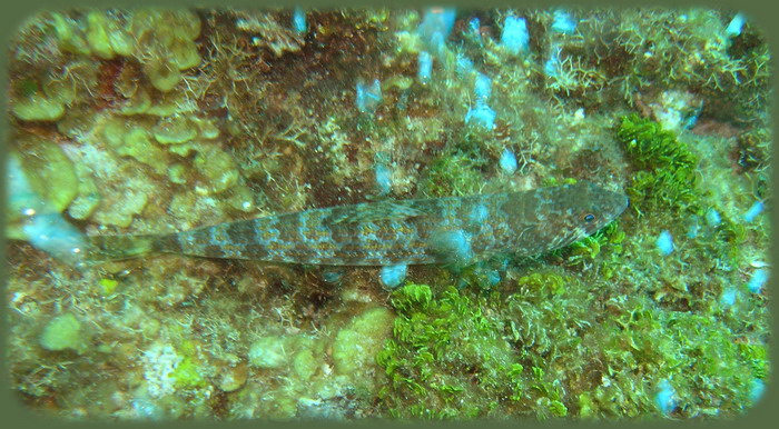 Calvins crack lizardfish sand diverJPG