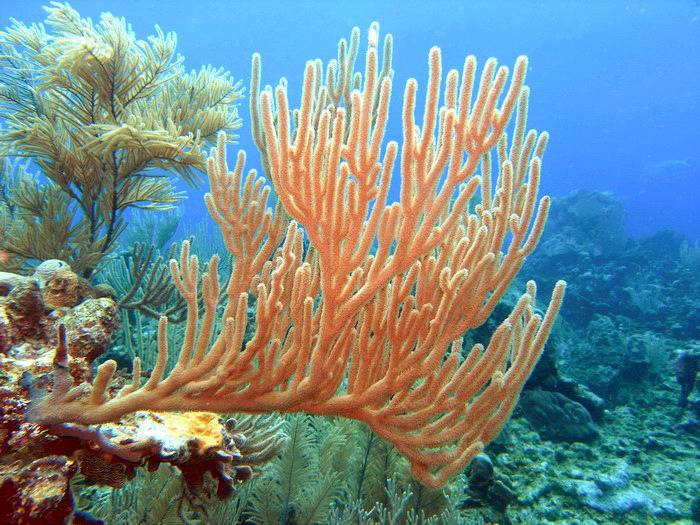 Calvins crack soft coral 1.JPG