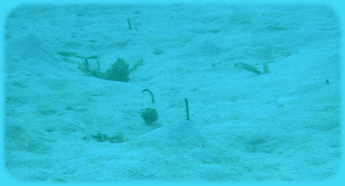coco view wall  garden eels.jpg