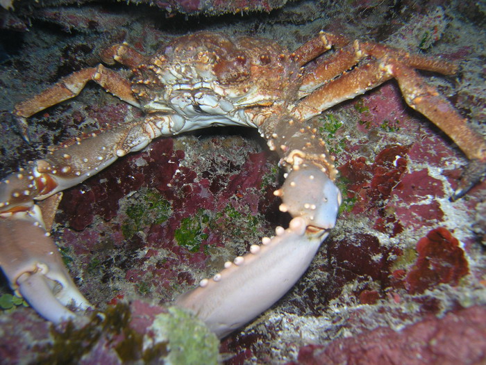 Crab.JPG