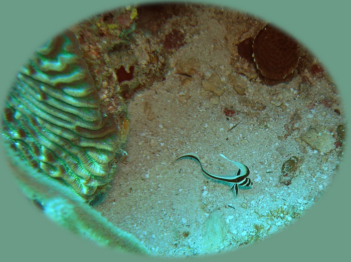 Dive from hell spotted drum juvenile.jpg