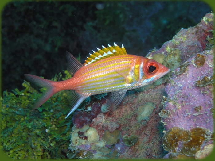 Docs dive n neumans wall longjaw squirrelfish 1.jpg