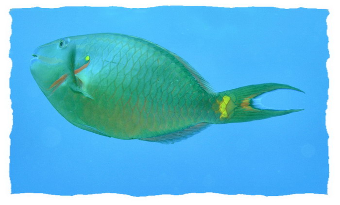 docs dive n neumans wall stoplight parrotfish terminal phase 2.jpg