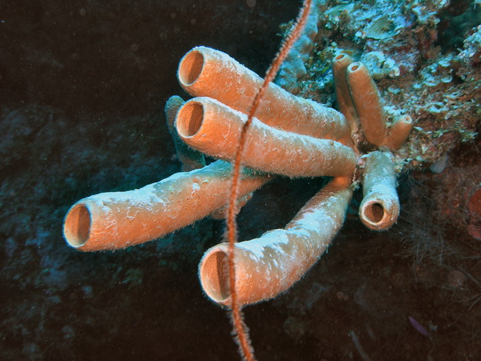 Docs dive tube sponges 2.jpg