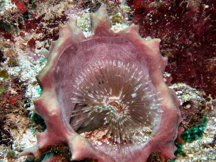 feather duster in sponge.JPG