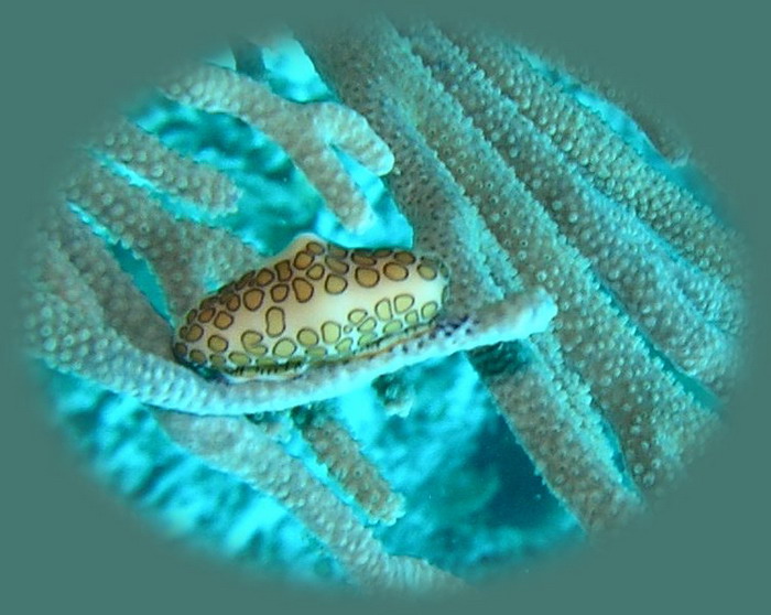 flamingo tongue calvans crack.JPG