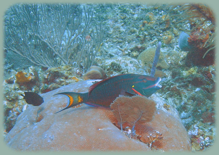 Johns Spot Parrotfish_1.jpg