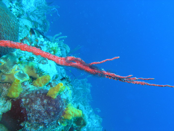 Johns Spot red encrusting coral w brittle star.jpg