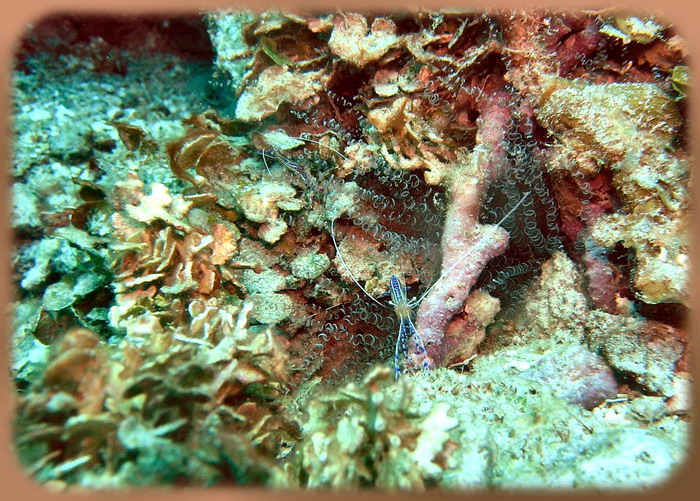 Neumans reef Pederson cleaner shripms in corkscrew anemone 0.JPG