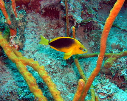 Neumans reef shy hamlet.JPG