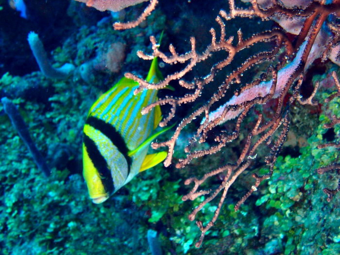 sweetlips Porkfish 0.JPG