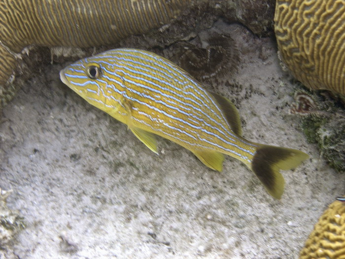 Valley of Kings coco wall blue striped grunt.JPG