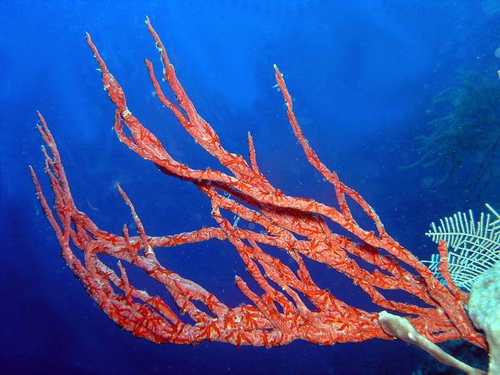 Valley of Kings coco wall red encrusting star coral.JPG