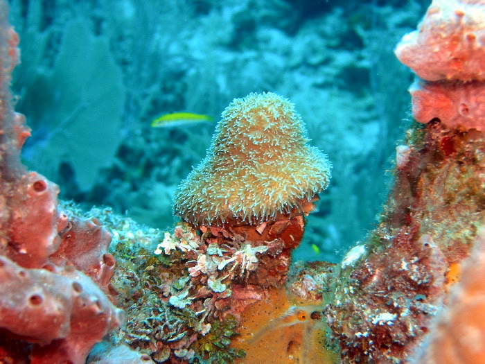 Valley of Kings coco wall soft coral 33.JPG