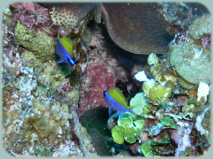 Valley of Kings Sunshinefish Chromis juvenile.JPG