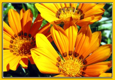 Texas Wildflowers