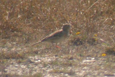 Sprague's Pipit