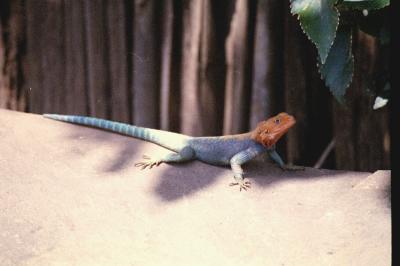 Red-headed Agama