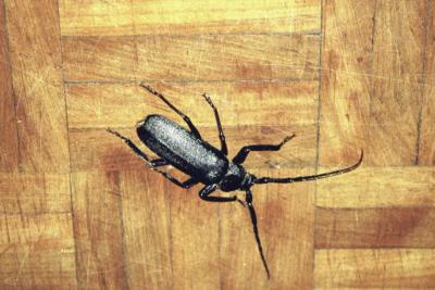 Beetle