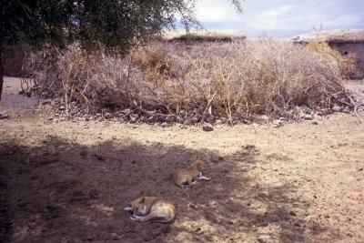 Masai Animal Pen