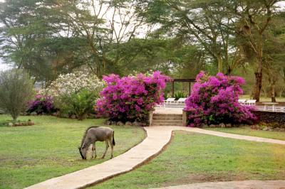 Amboseli Lodge Wildebeast