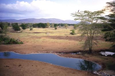 Safari