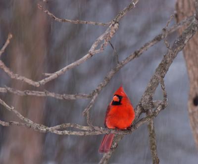 Male Cardinal