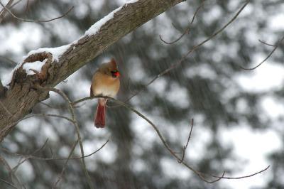 Female Cardinal
